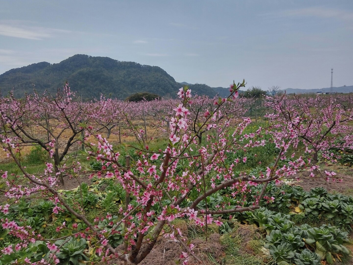 丁宅乡天气预报最新详解