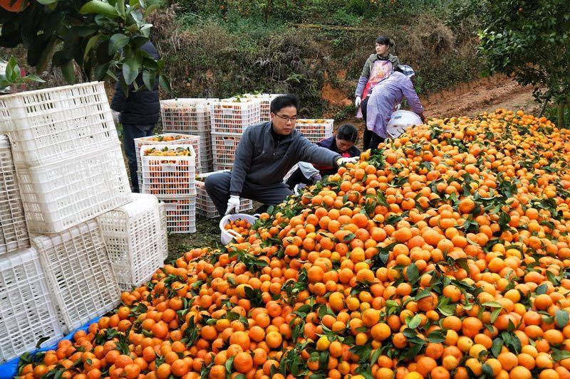 那佐苗族乡最新天气预报